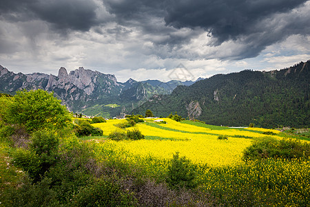 甘肃省辖自治州甘南藏族自治州山谷花海背景