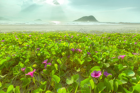 盐角草广东惠东盐洲岛海岸沙滩花海背景