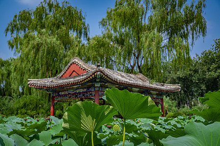 北京蓝天日坛公园的荷花池塘背景