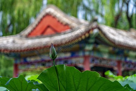 北京全景图日坛公园的荷花池塘背景