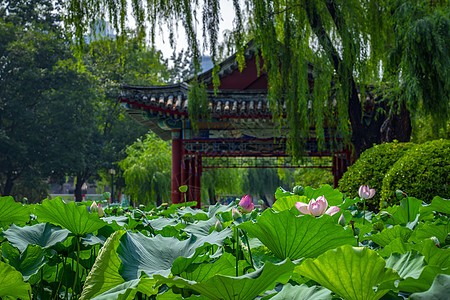 日坛公园的荷花池塘背景图片