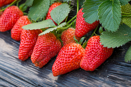 草莓详情草莓背景
