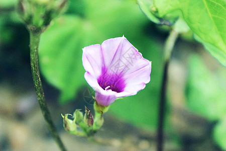 夏天花朵牵牛花夏天高清图片