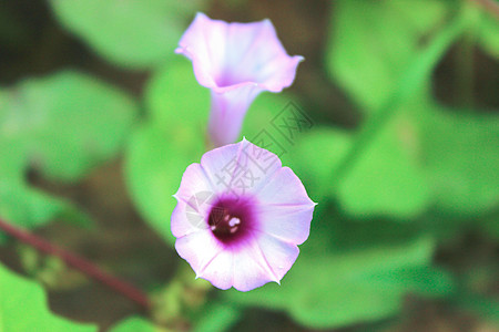 夏天花朵牵牛花夏天高清图片