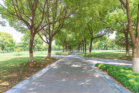 大学校园绿化背景图片