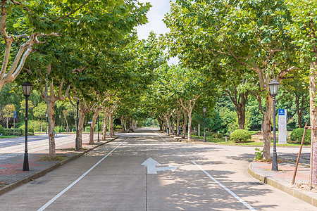 大学林荫道路背景图片