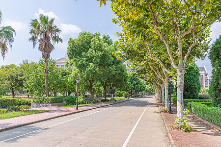 大学林荫道路背景图片