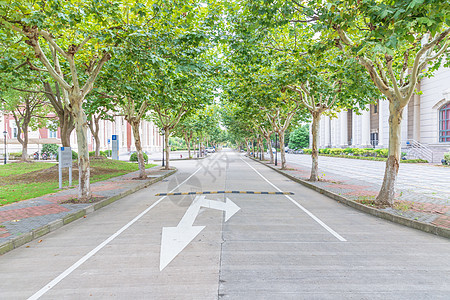 大学林荫道路背景图片