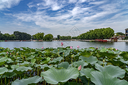 北京皇城什刹海-前海荷花池塘背景