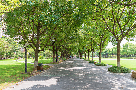 大学校园绿化背景图片