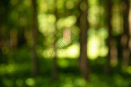 虚化森林背景背景图片