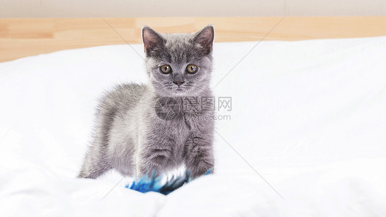 蓝猫宠物图片