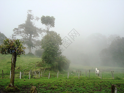 哥斯达黎加风光晨雾白马图片