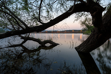 湖中的树木图片