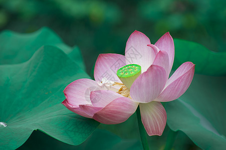 荷花图片