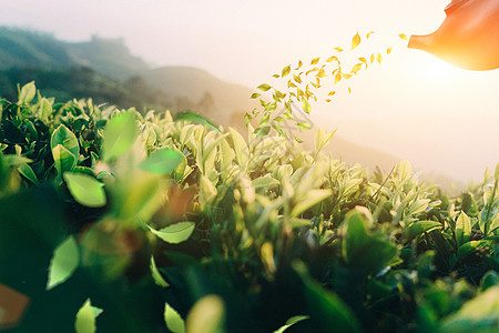 茶与健康茶与健康素材高清图片