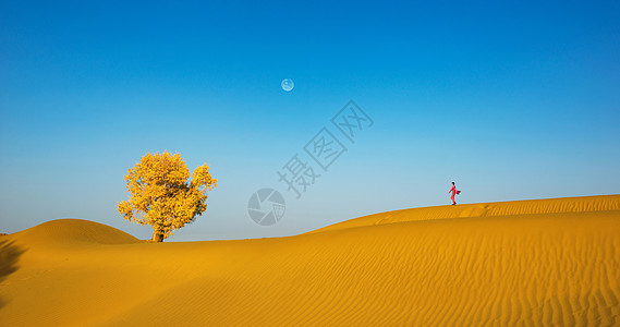 沙漠美女沙漠里的胡杨背景