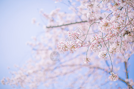 你好4月樱花背景