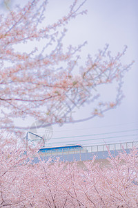 公园里樱花树樱花背景