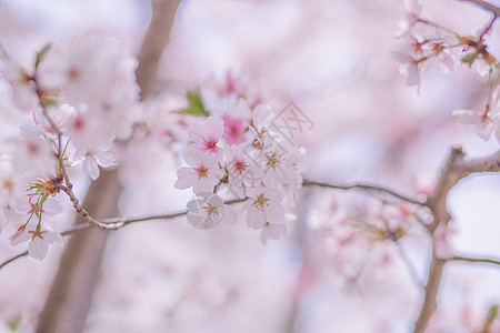 公园里樱花树樱花背景