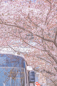 樱花樱花巴士高清图片