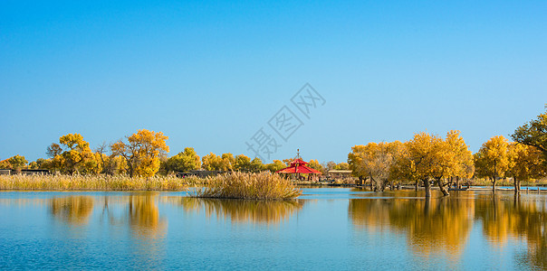 水上胡杨倒影背景图片