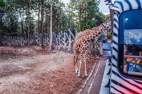 泰国清迈夜间动物园图片