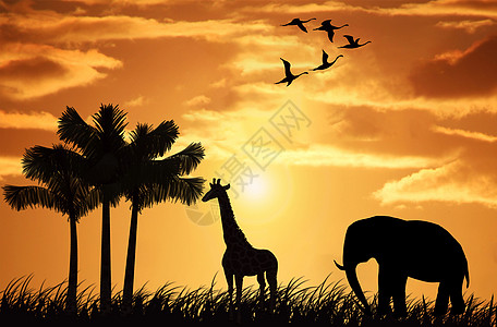草原动物夕阳下的草原设计图片