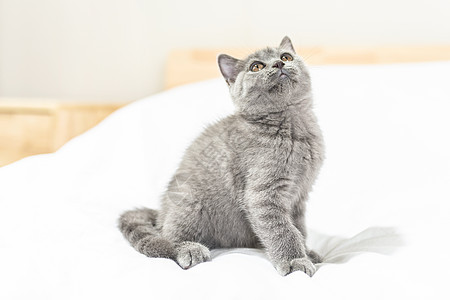 床上的小蓝猫背景图片