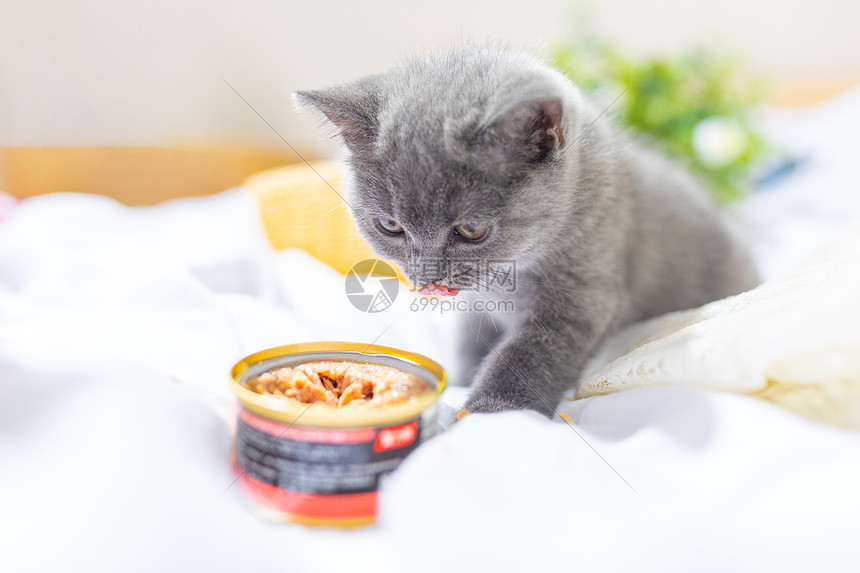 吃食物的小猫图片