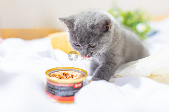 吃食物的小猫图片