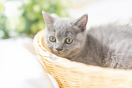 篮子里的小猫背景图片