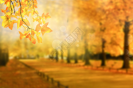 秋天午后枫林背景图设计图片