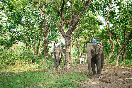 尼泊尔奇特旺国家公园大象背景图片