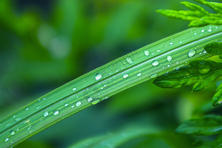 下雨天植物图片