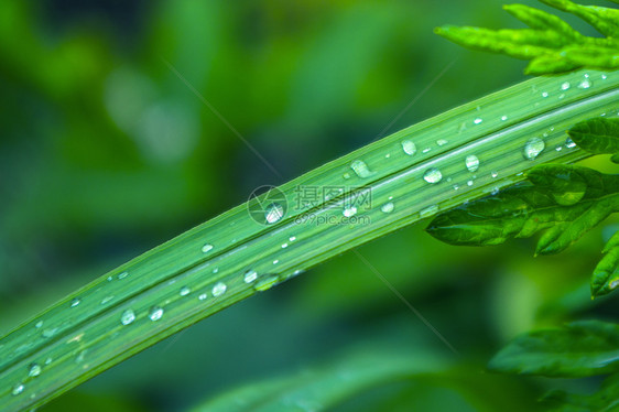 下雨天植物图片