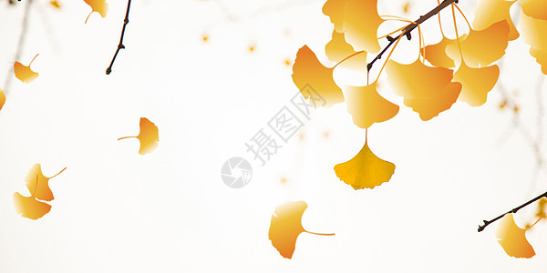 秋天银杏叶背景图片
