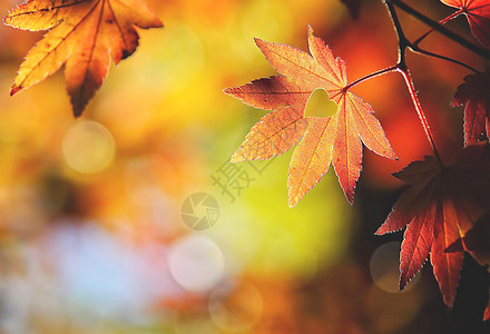秋季图片