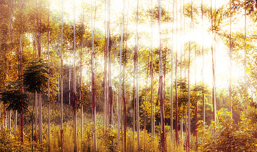 树林秋秋天背景设计图片