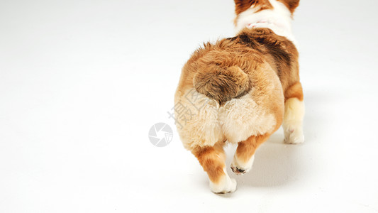 柯基犬背景 柯基犬摄影图片 柯基犬壁纸 摄图网 柯基犬背景 柯基犬摄影图片 柯基犬壁纸 摄图网