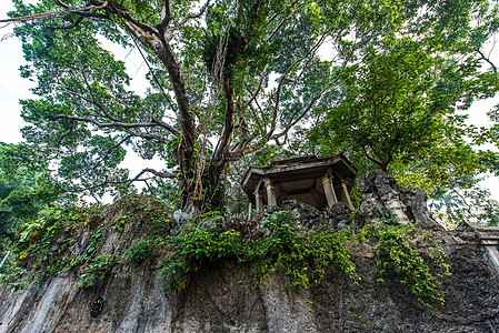 老榕树厦门鼓浪屿岛建筑背景