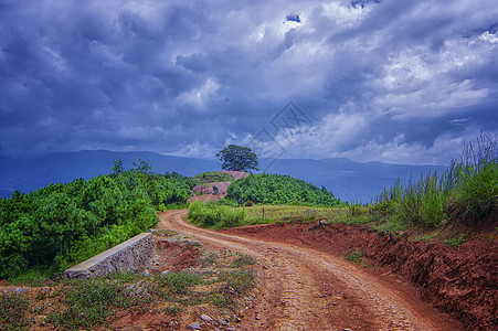 东川龙树大榕树背景图片