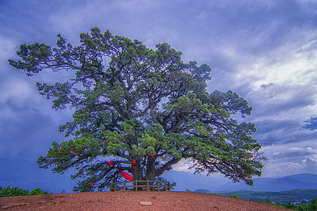 东川龙树大榕树背景