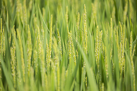 水稻农作物背景图片