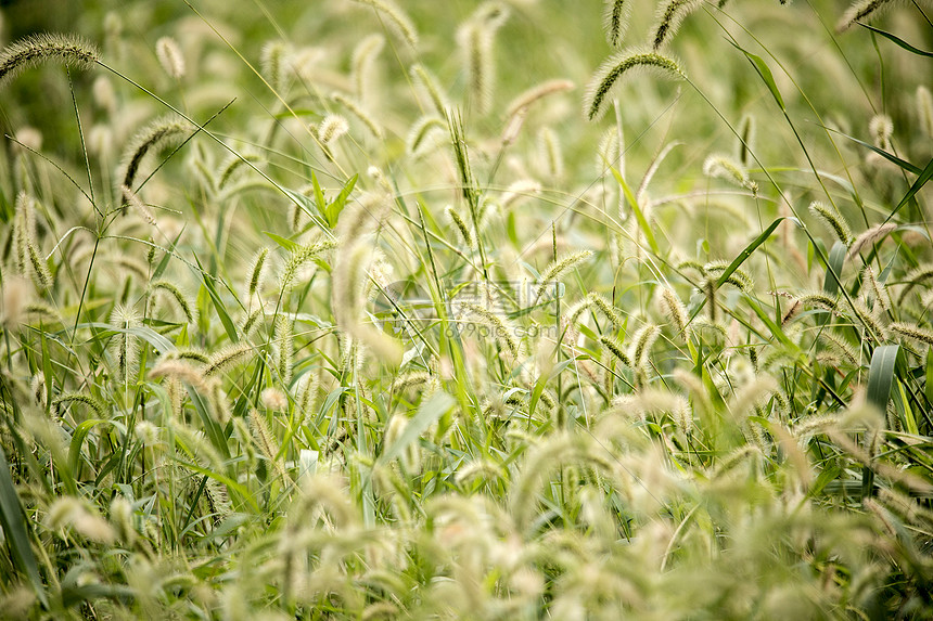 狗尾巴草图片