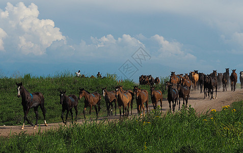 草原的马儿背景图片