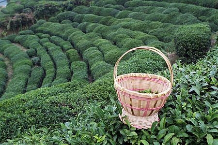 茶园里采茶图片