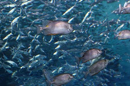 海底壮观的鱼群背景图片
