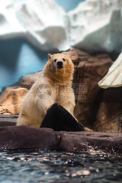 ‘~动物园北极熊的凝视  ~’ 的图片