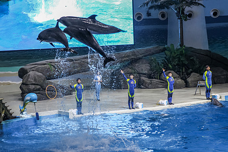 海洋馆的海豚表演图片